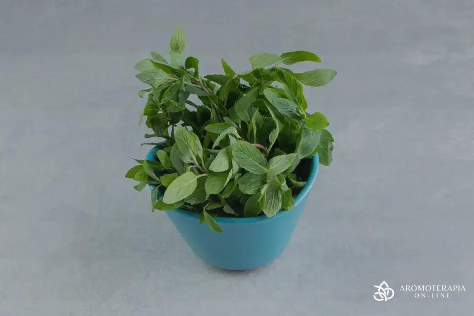 Manjerona em Aromaterapia: Propriedades e Aplicações