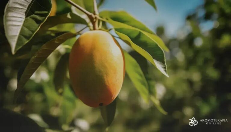 Óvulos de Copaíba em Aromaterapia: Usos e Benefícios - óleo essencial afrodisíaco feminino Óvulos de Copaíba em Aromaterapia: Usos e Benefícios