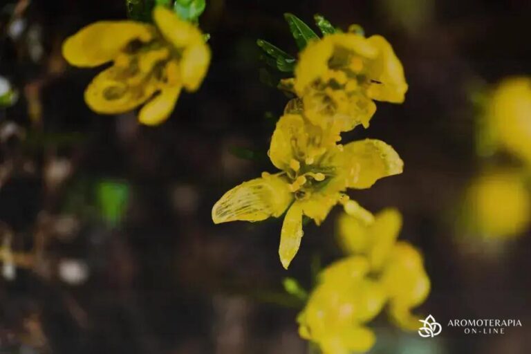 Ylang Ylang em Aromaterapia: Uso e Benefícios - hidratação com oleo de ricino Ylang Ylang em Aromaterapia: Uso e Benefícios